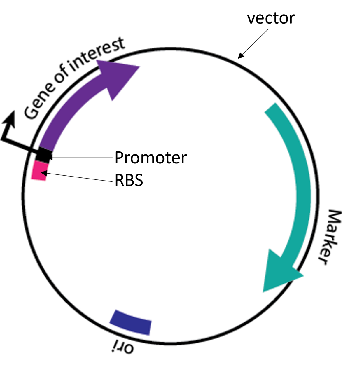 Molecular Cloning Guide The DAN Lab UWMadison